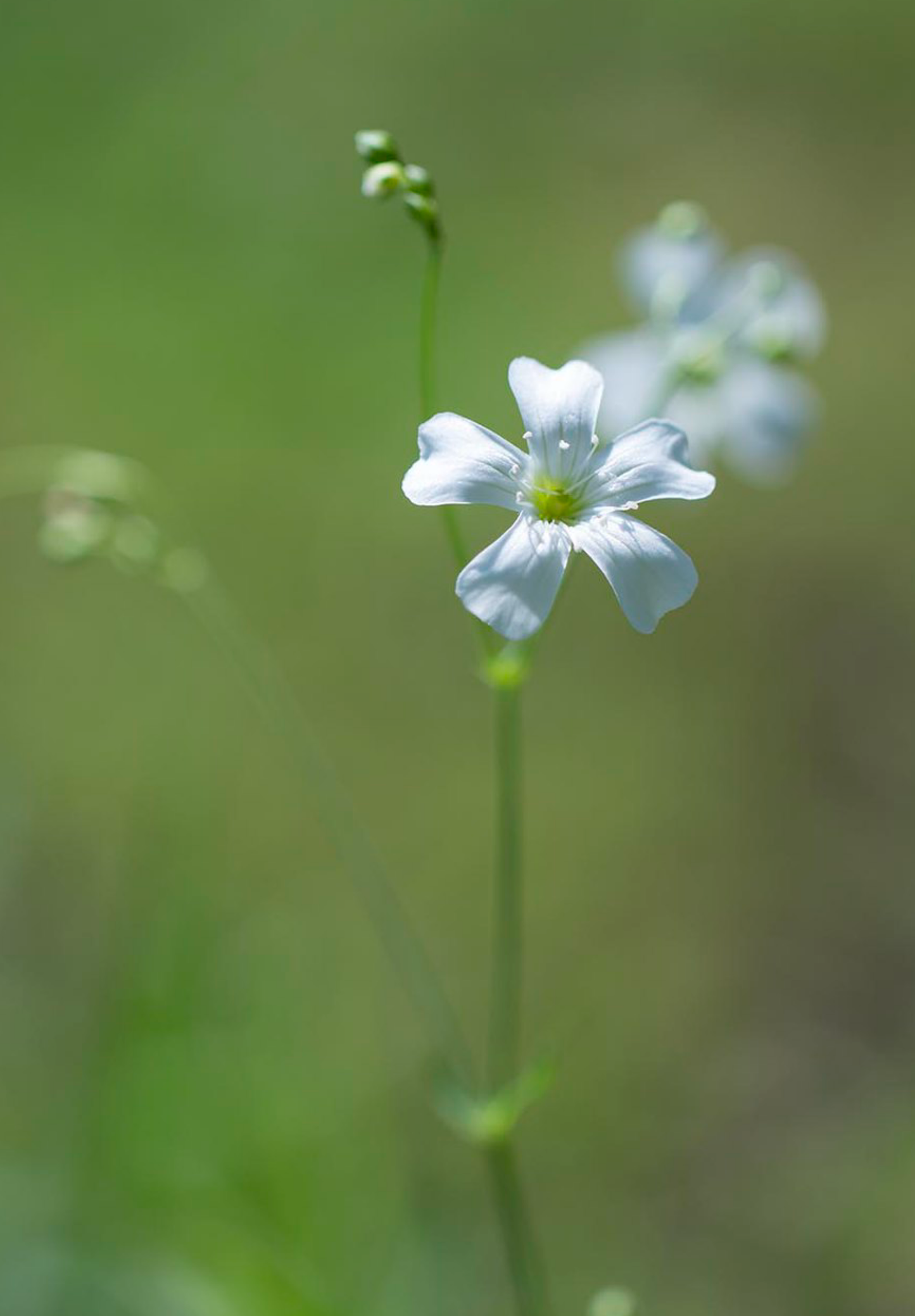 Brudeslør Storblomstret  - Baby's Breath - Gypsophila elegans