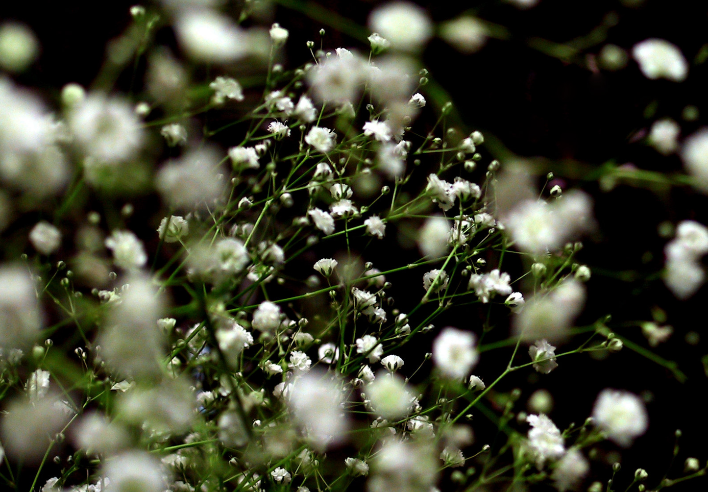 Brudeslør Storblomstret  - Baby's Breath - Gypsophila elegans