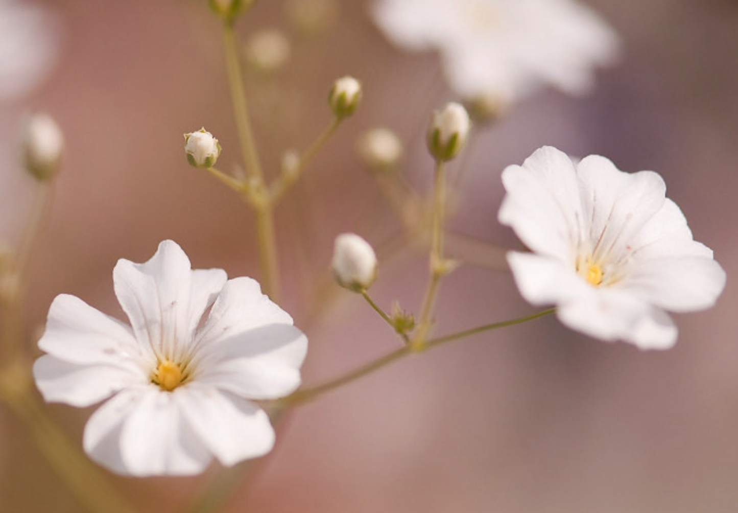 Brudeslør Storblomstret  - Baby's Breath - Gypsophila elegans