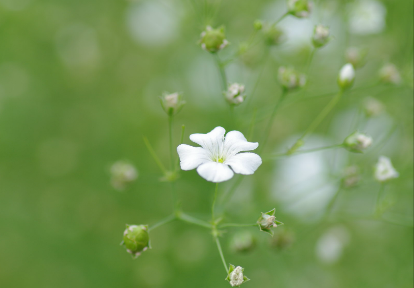 Brudeslør Storblomstret  - Baby's Breath - Gypsophila elegans