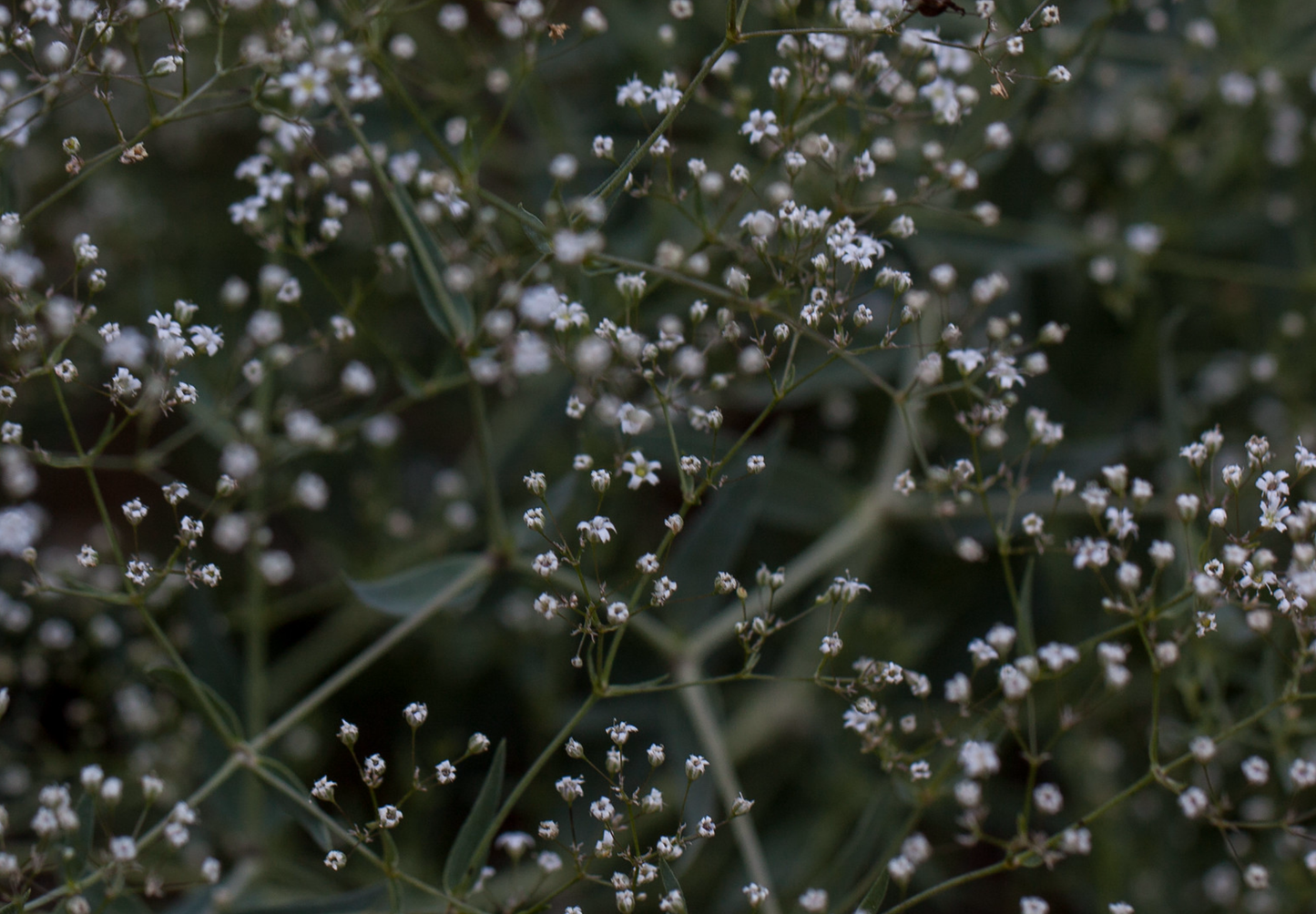 Brudeslør Storblomstret  - Baby's Breath - Gypsophila elegans