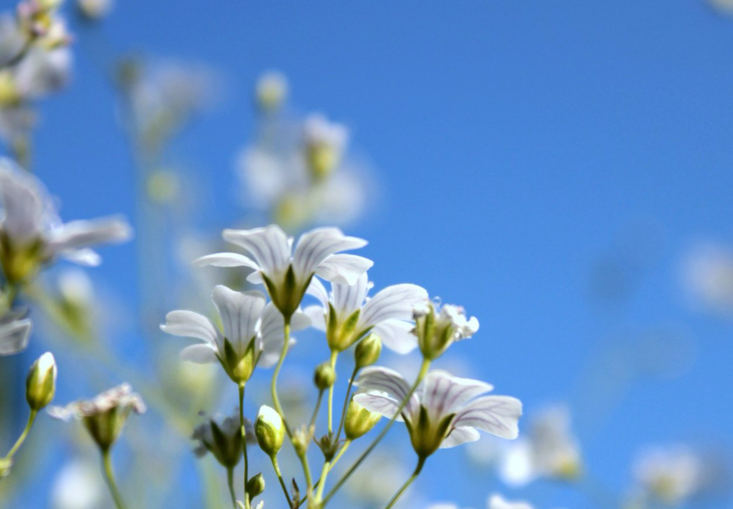 Brudeslør Storblomstret  - Baby's Breath - Gypsophila elegans