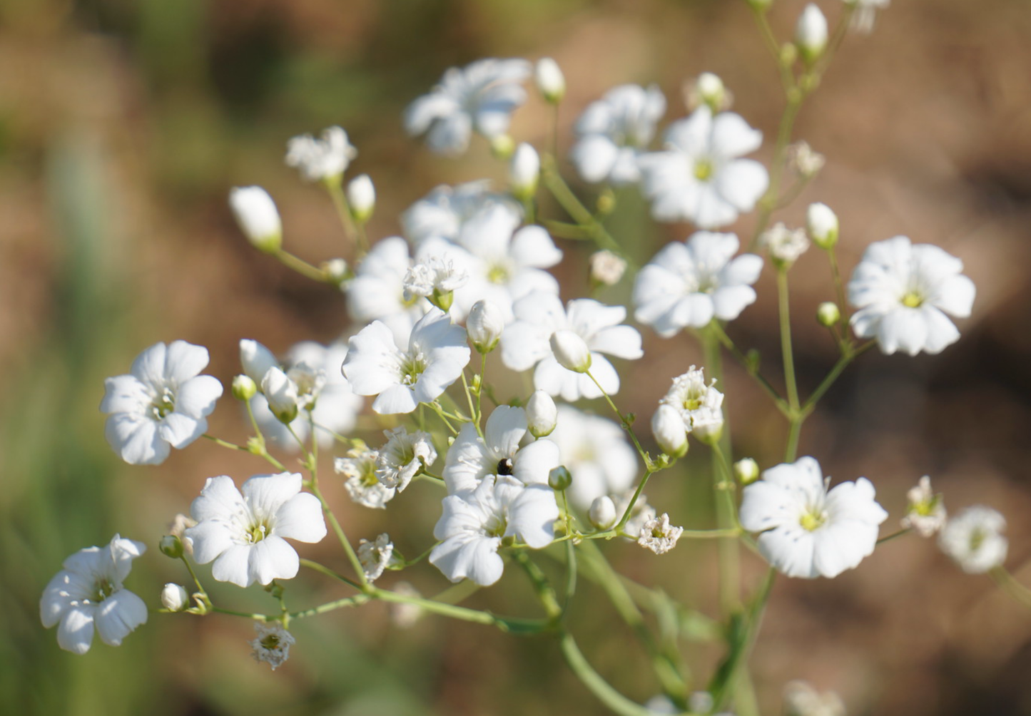 Brudeslør Storblomstret  - Baby's Breath - Gypsophila elegans