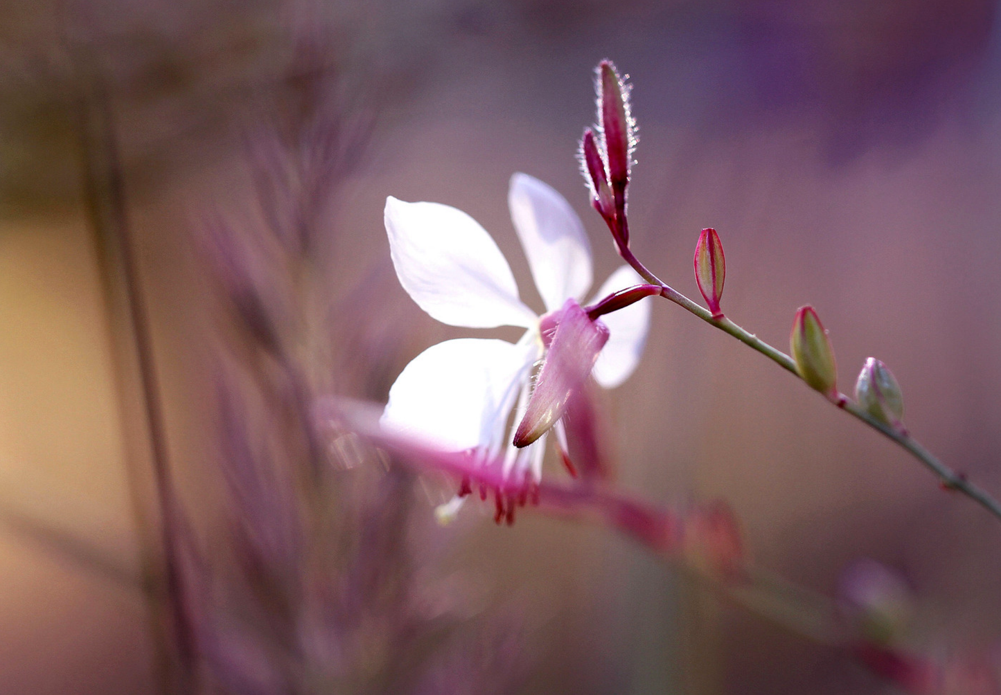 Pragtkærte pink-hvid (gaura lindheimeri)