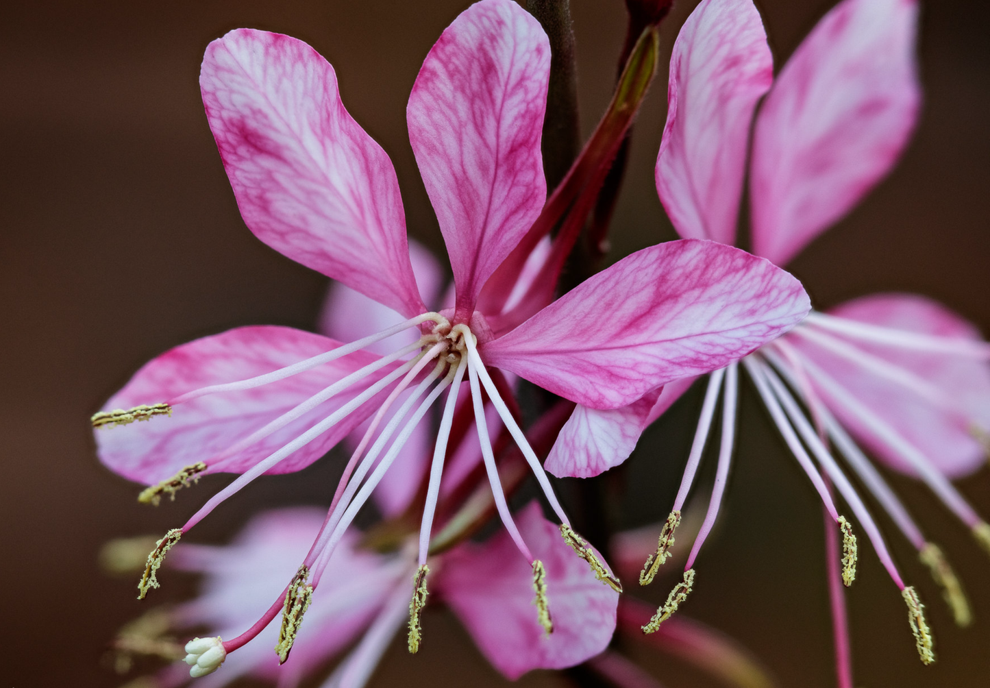 Pragtkærte pink-hvid (gaura lindheimeri)