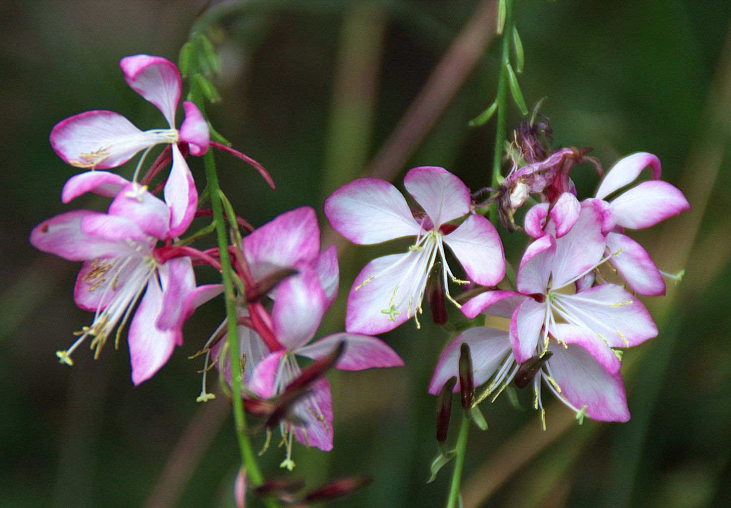 Pragtkærte pink-hvid (gaura lindheimeri)