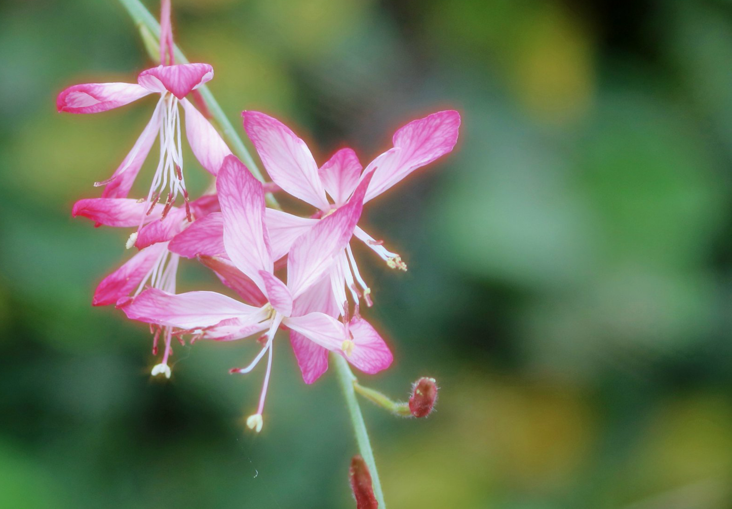 Pragtkærte pink-hvid (gaura lindheimeri)