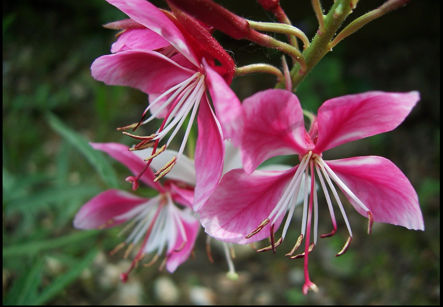 Pragtkærte pink-hvid (gaura lindheimeri)