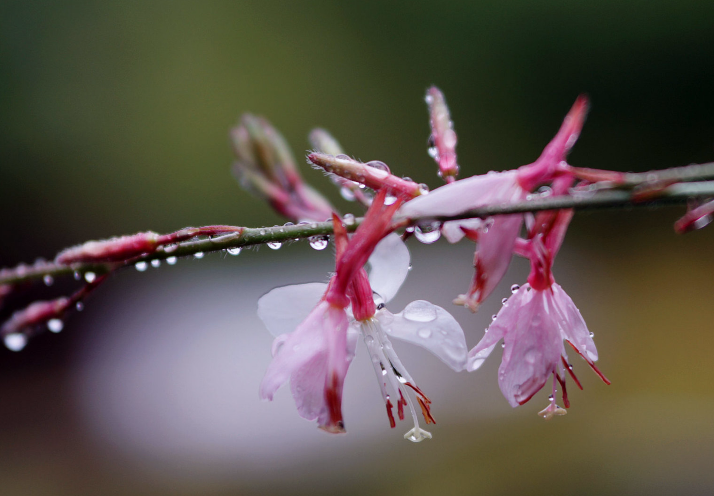 Pragtkærte pink-hvid (gaura lindheimeri)