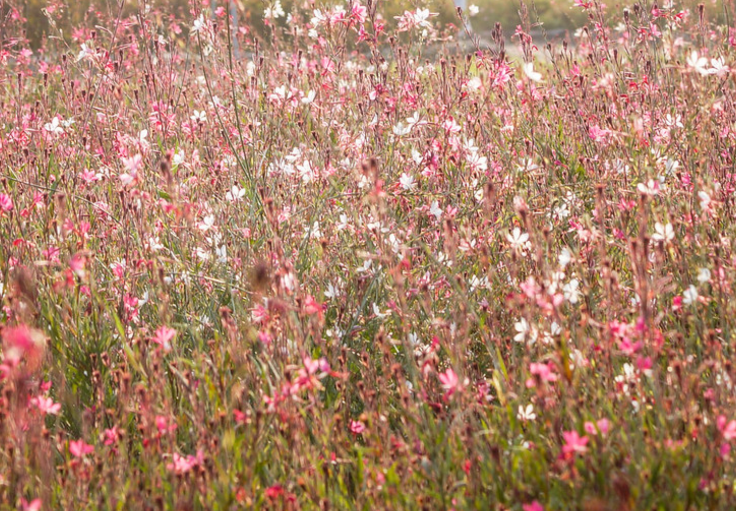 Pragtkærte pink-hvid (gaura lindheimeri)