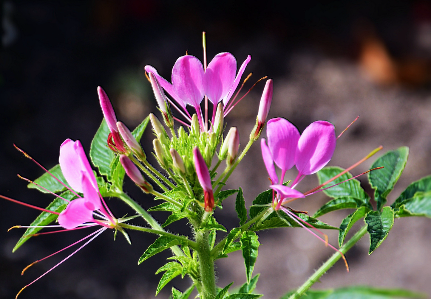 Pragtkærte pink-hvid (gaura lindheimeri)