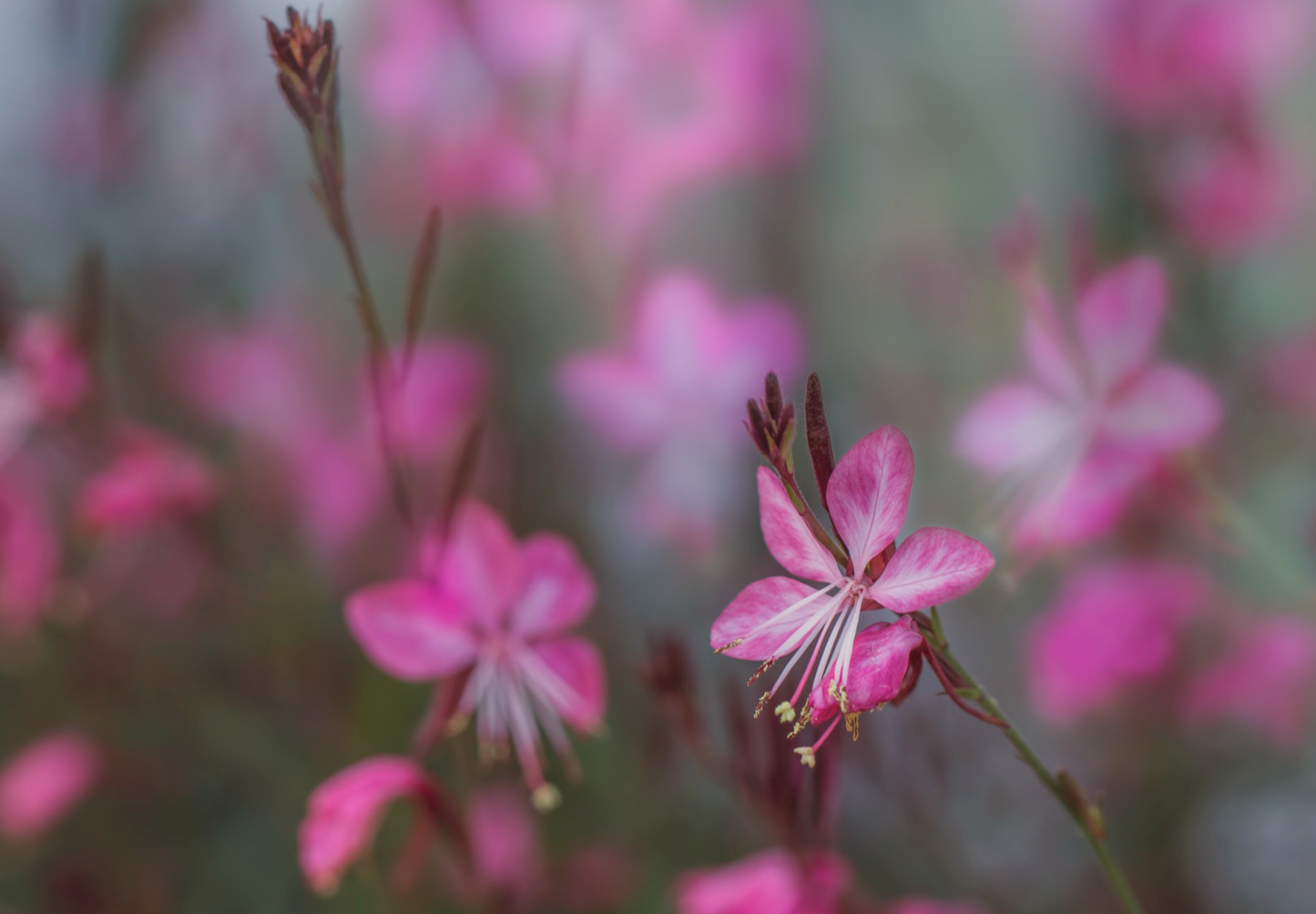 Pragtkærte pink-hvid (gaura lindheimeri)