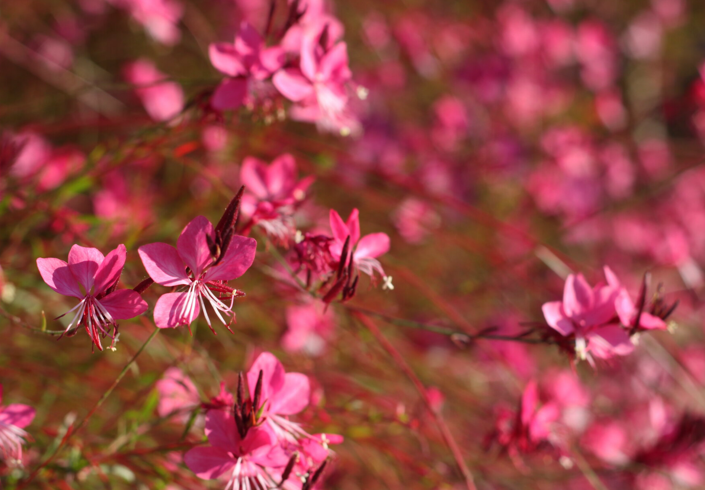 Pragtkærte pink-hvid (gaura lindheimeri)