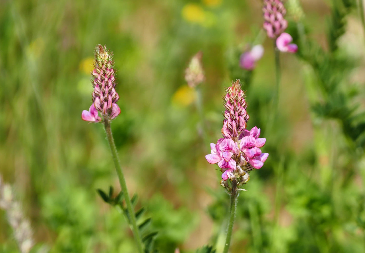 Esparsette (Onobrychis viciifolia)