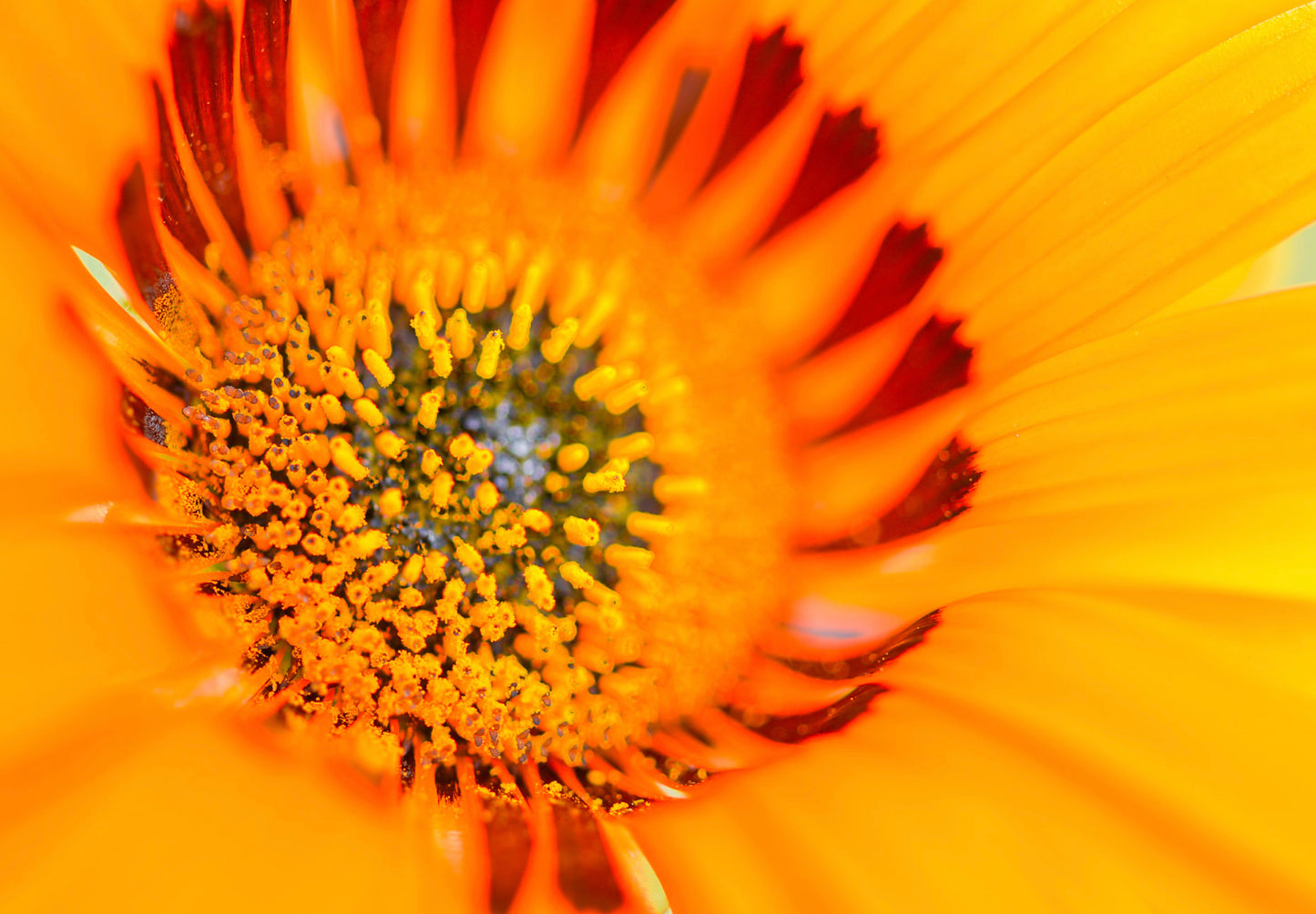 Antilopeøje - orange prince - Venidium fastuosum