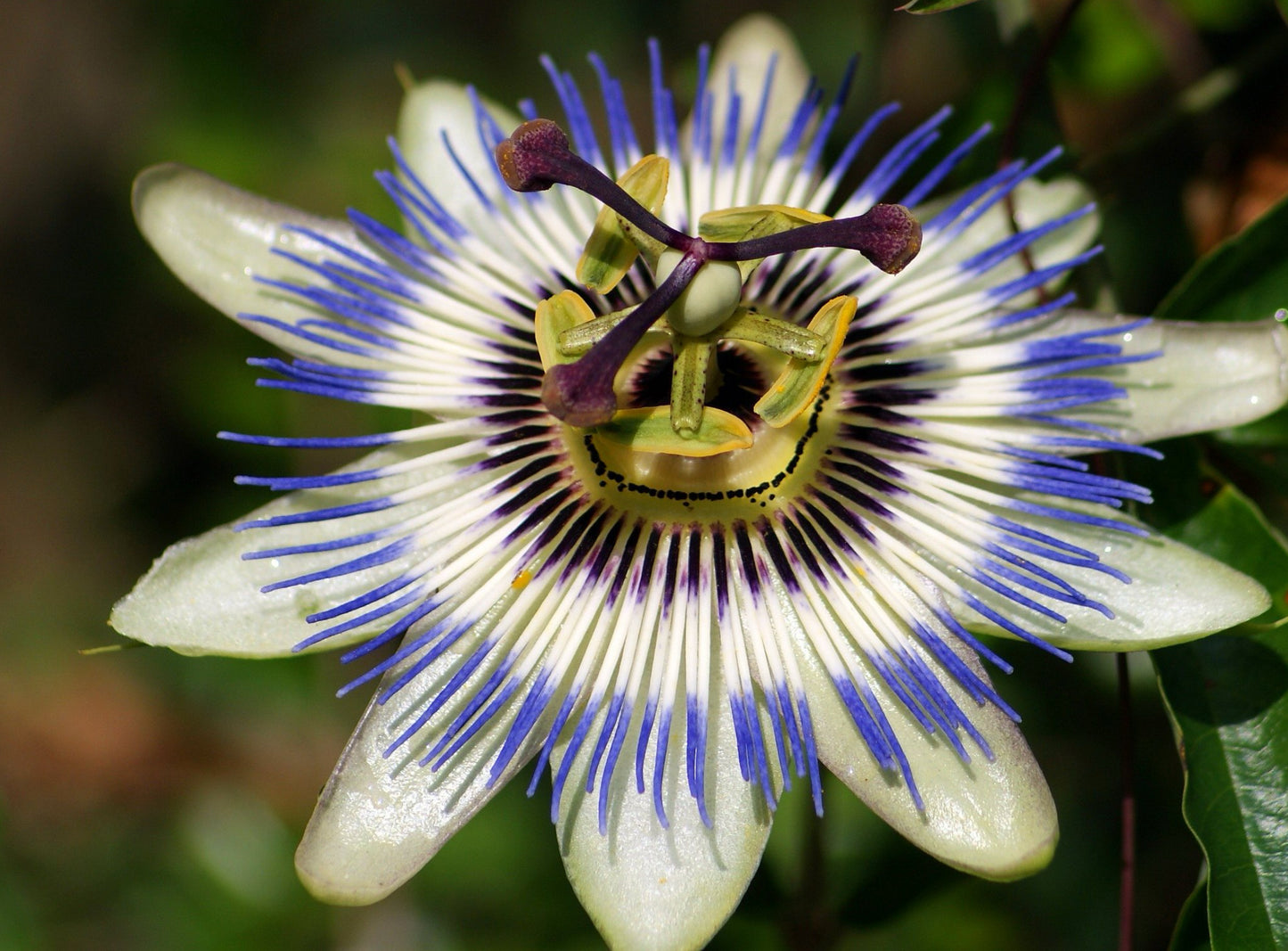 Passionsblomst - passiflora caerulea