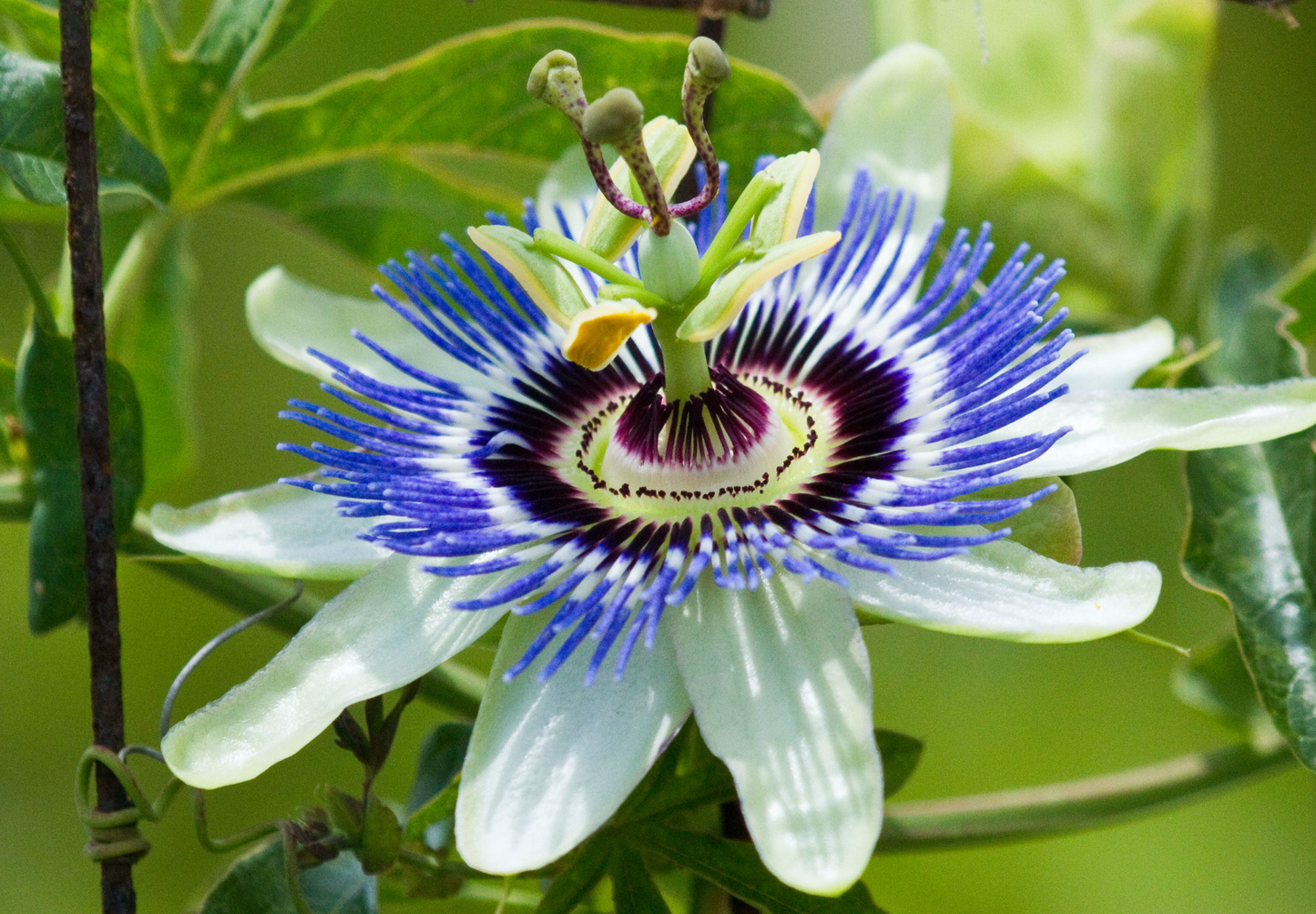 Passionsblomst - passiflora caerulea