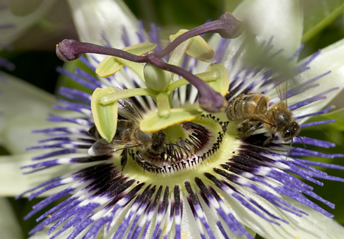 Passionsblomst - passiflora caerulea