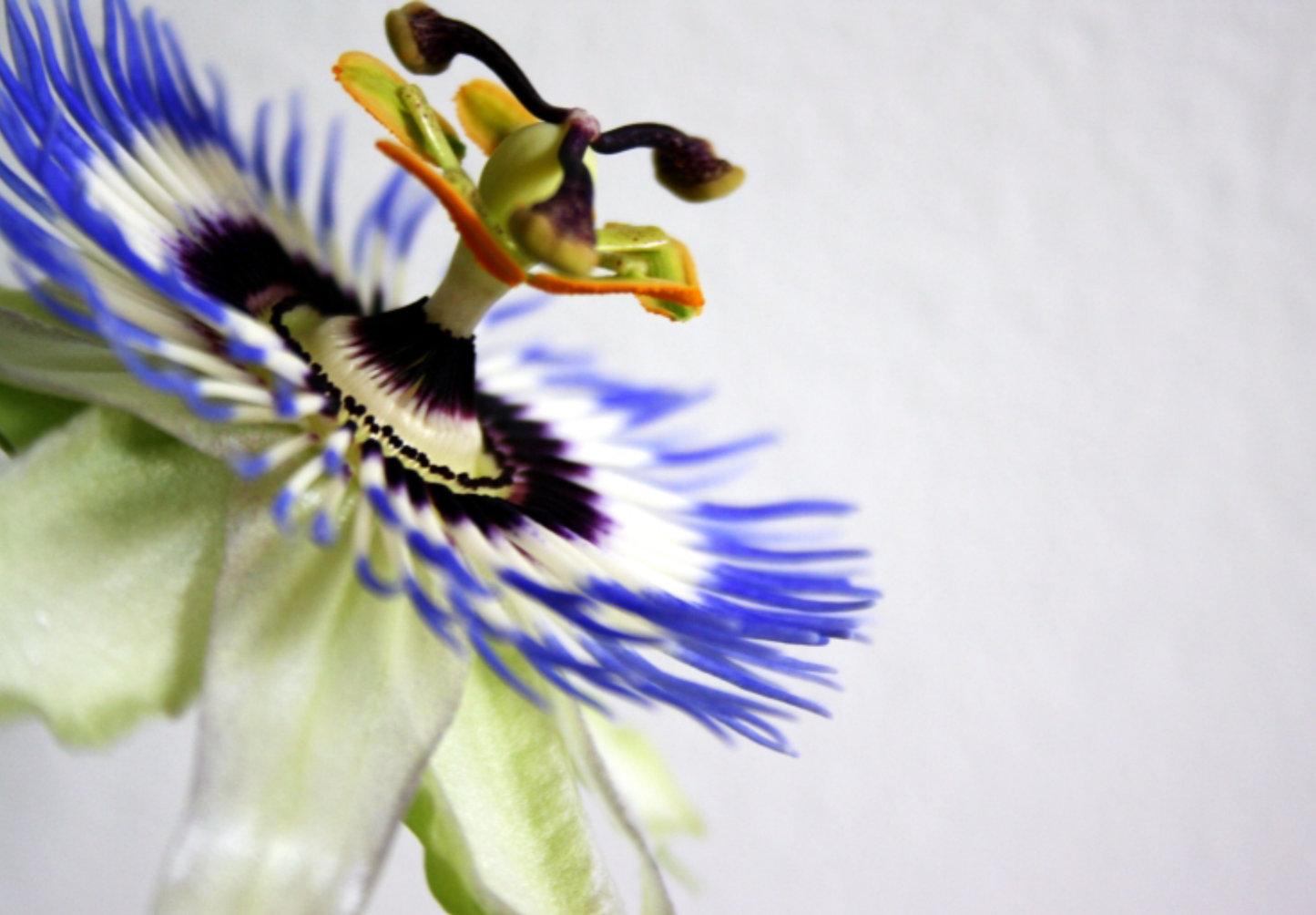 Passionsblomst - passiflora caerulea