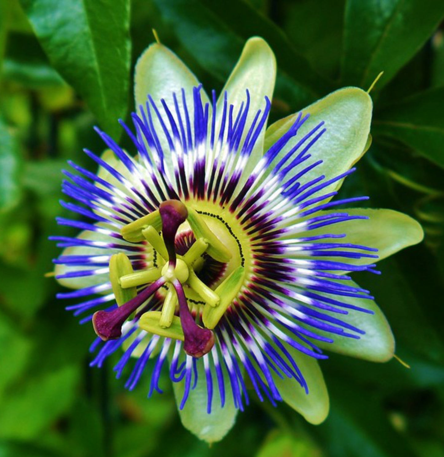 Passionsblomst - passiflora caerulea