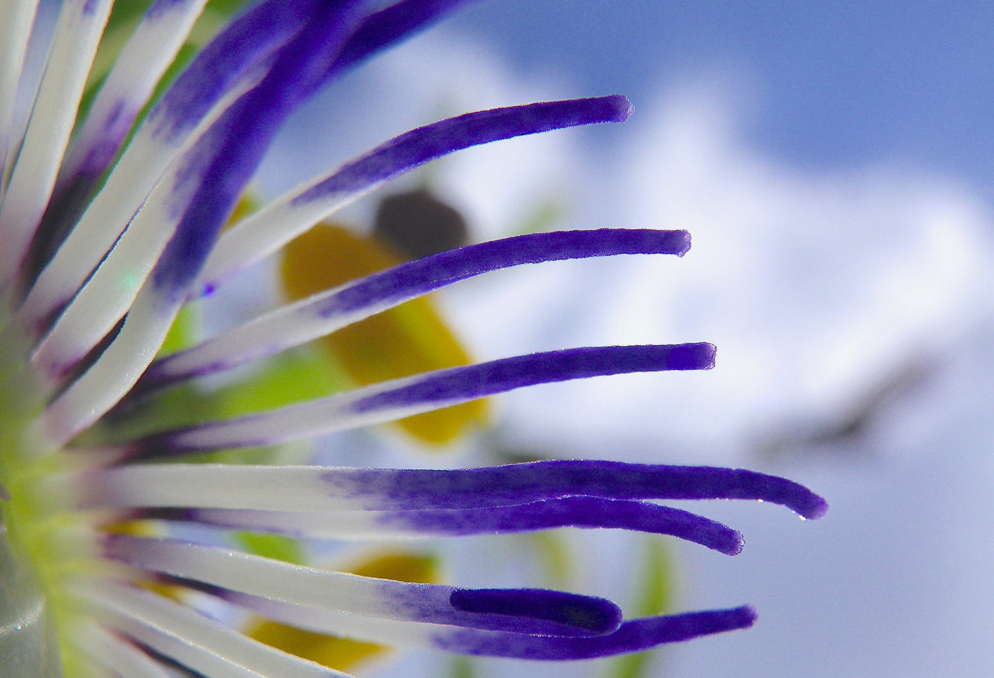 Passionsblomst - passiflora caerulea