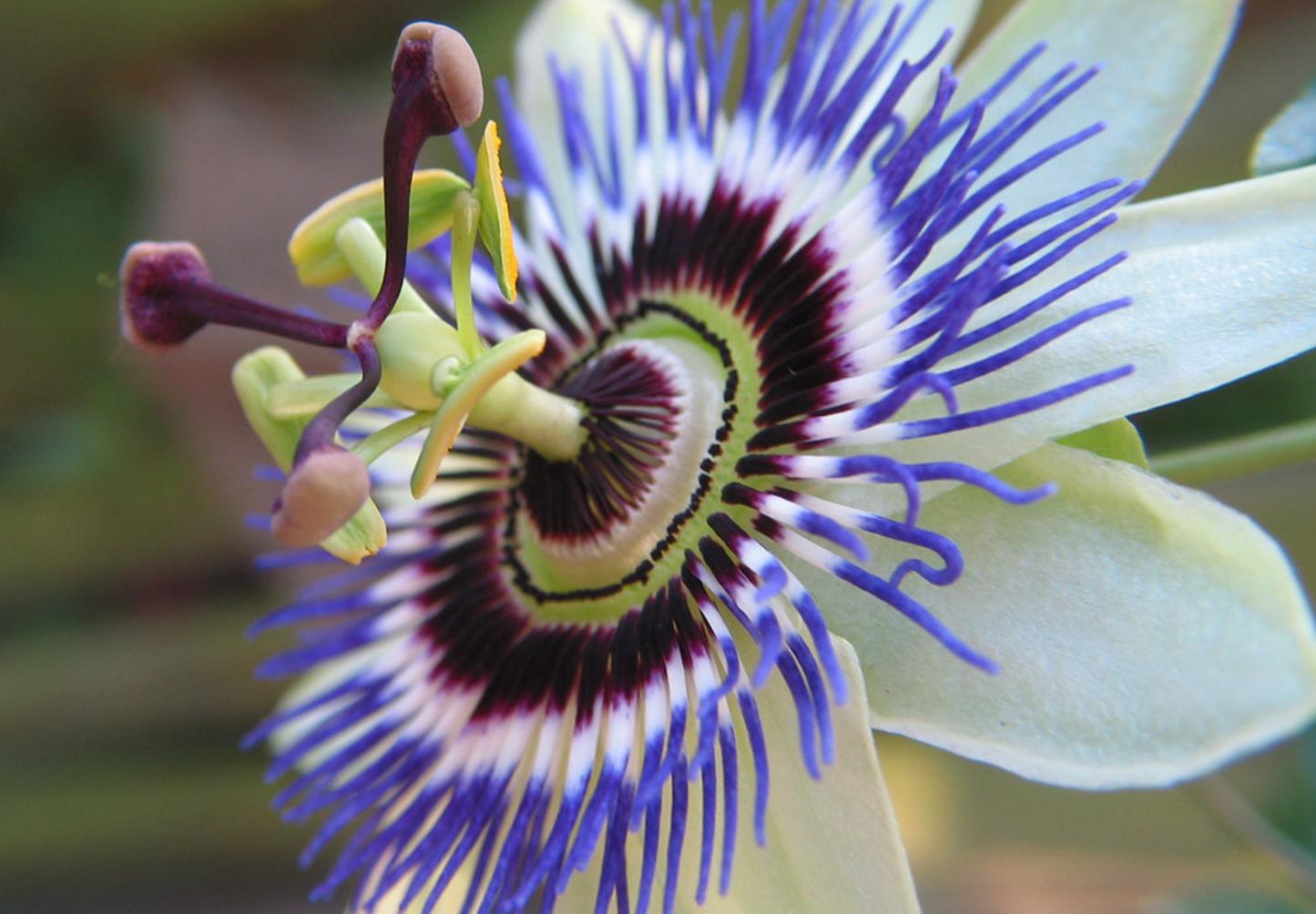 Passionsblomst - passiflora caerulea