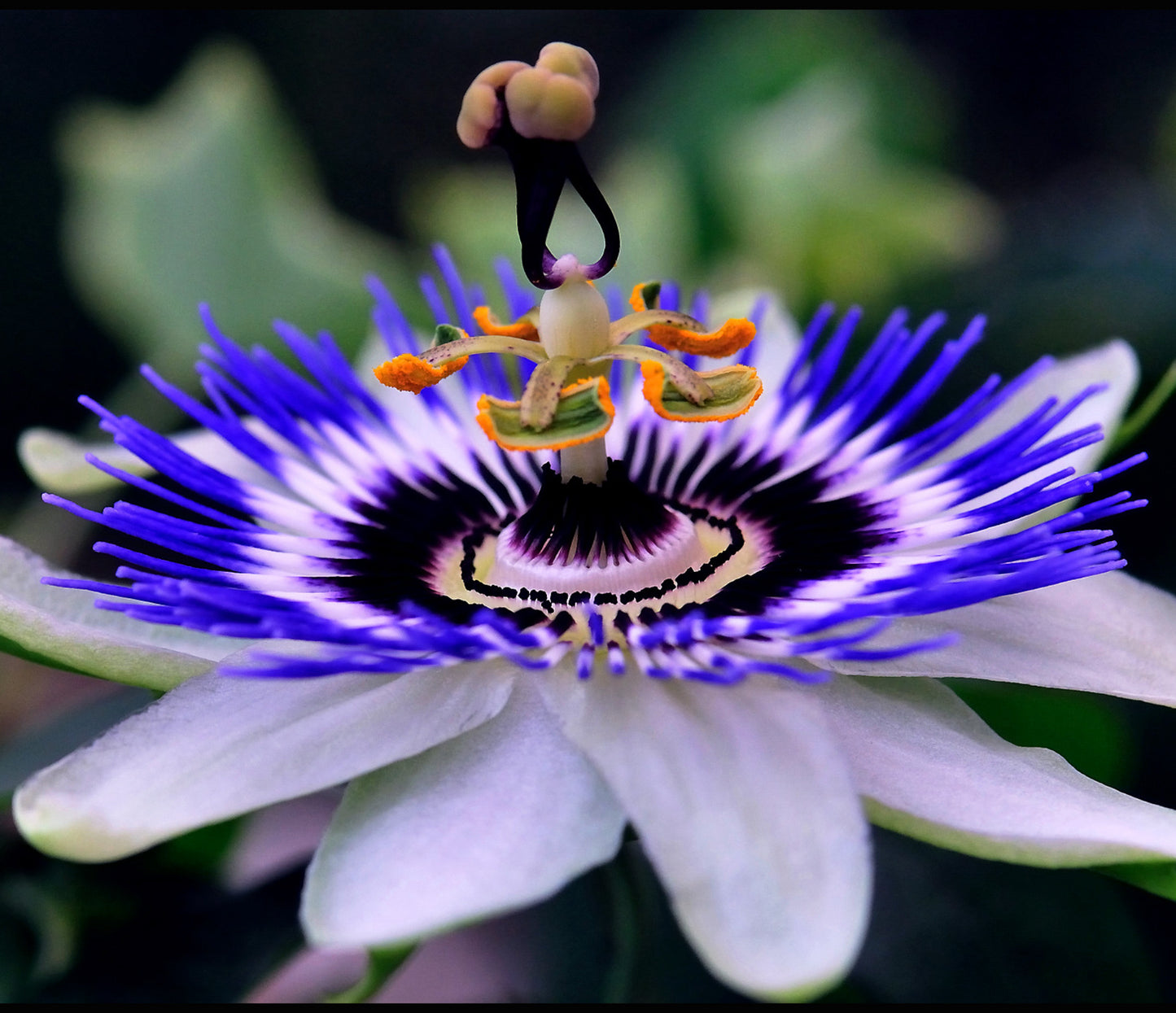 Passionsblomst - passiflora caerulea