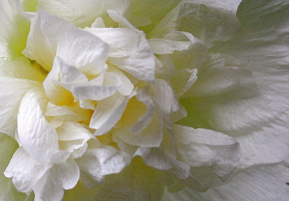 Stokrose 'Chater's Double Triumph White' - Alcea rosea