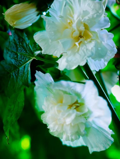 Stokrose 'Chater's Double Triumph White' - Alcea rosea