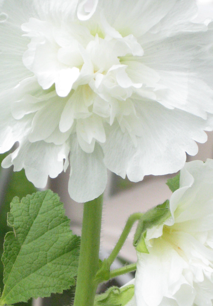 Stokrose 'Chater's Double Triumph White' - Alcea rosea
