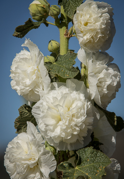 Stokrose 'Chater's Double Triumph White' - Alcea rosea