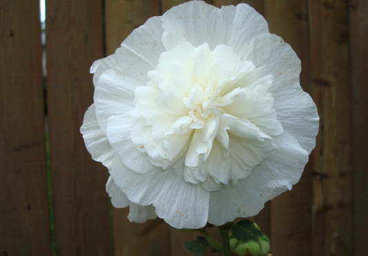 Stokrose 'Chater's Double Triumph White' - Alcea rosea