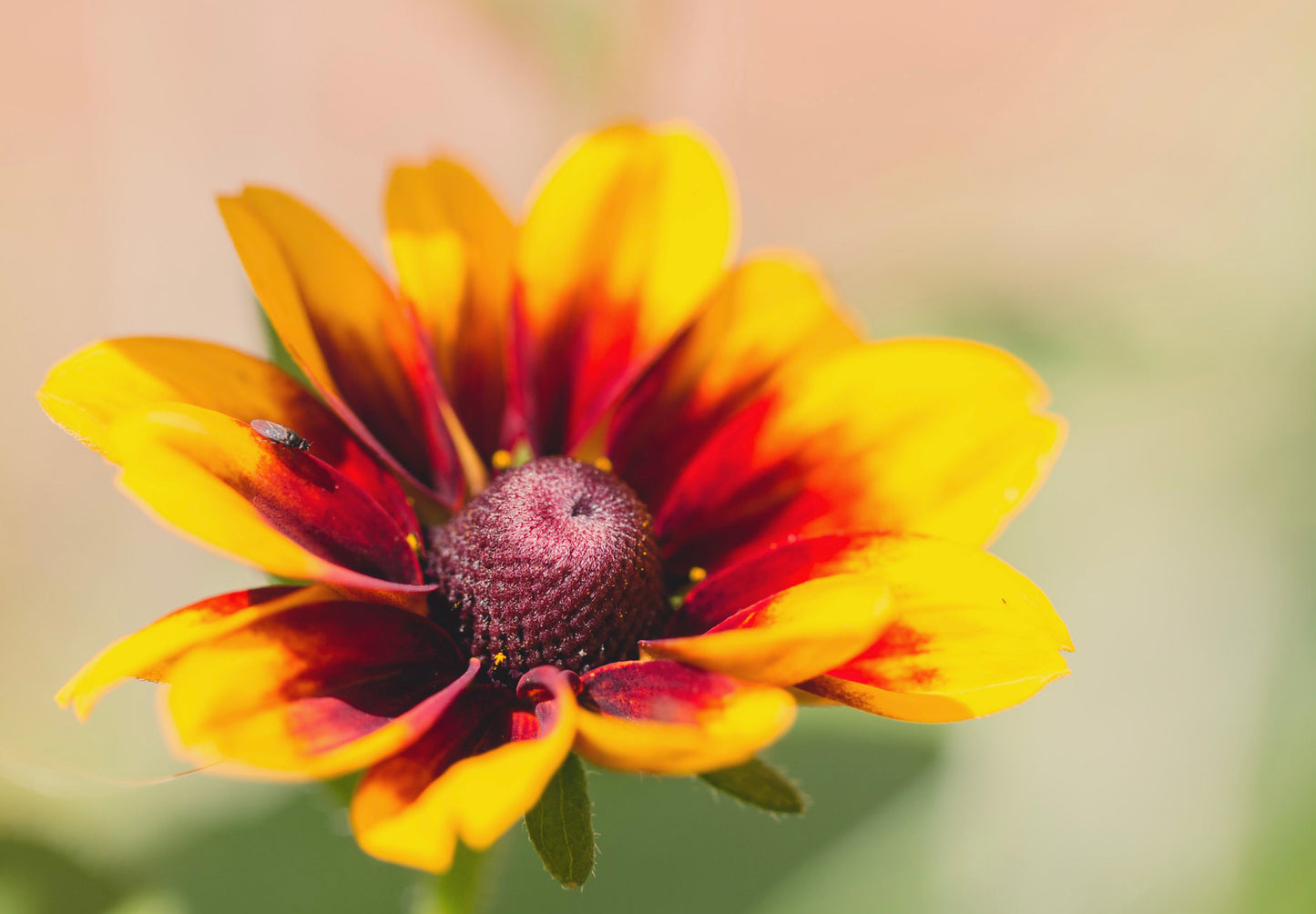 Solhat "Rustic Dwarf" - Rudbekia Hirta