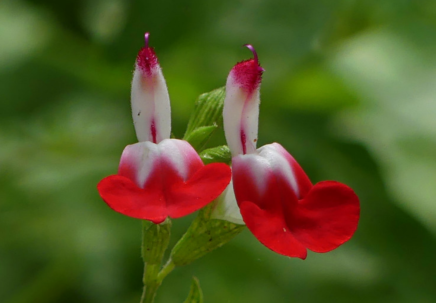 Tofarvet salvie - salvia splendens bicolor