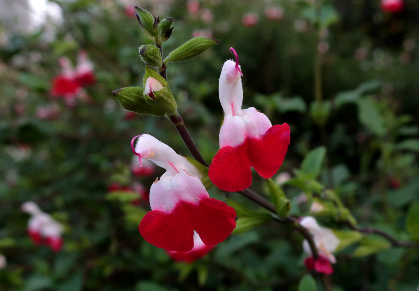 Tofarvet salvie - salvia splendens bicolor