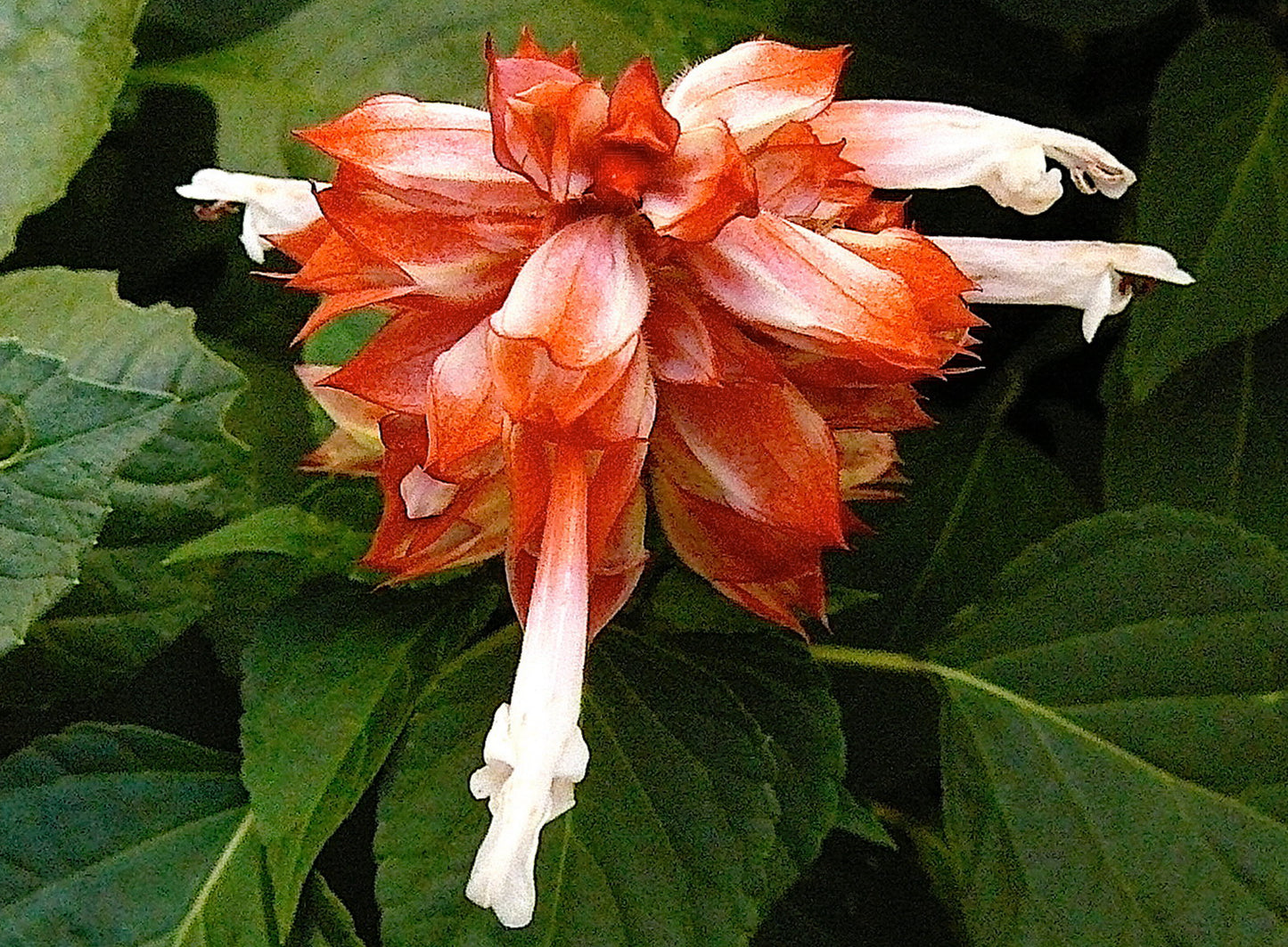 Tofarvet salvie - salvia splendens bicolor