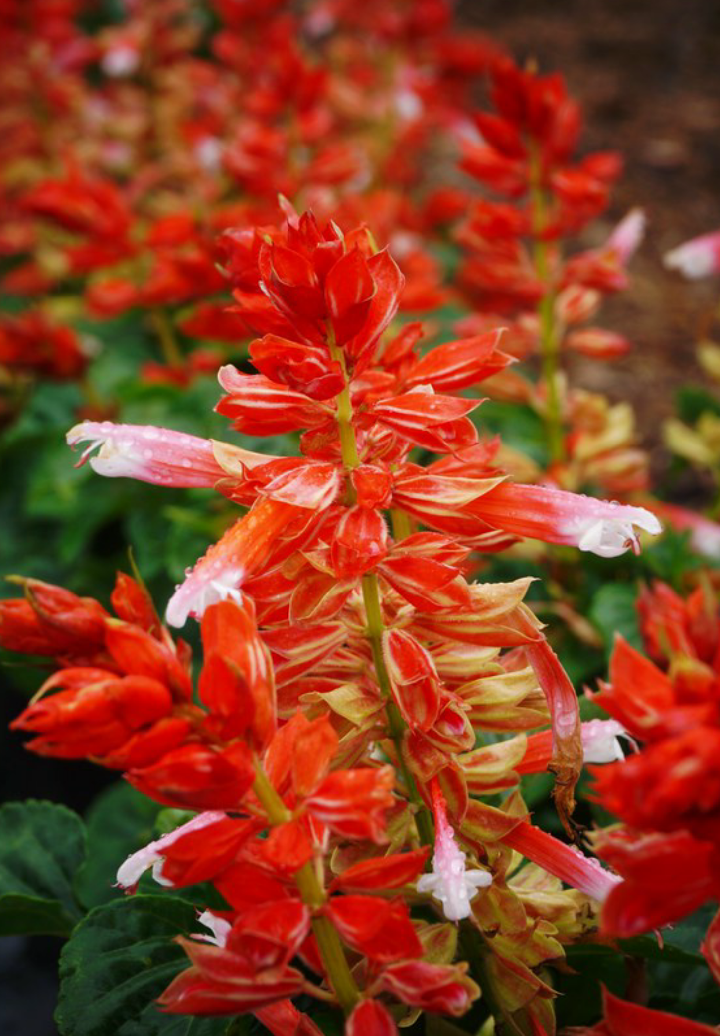 Tofarvet salvie - salvia splendens bicolor