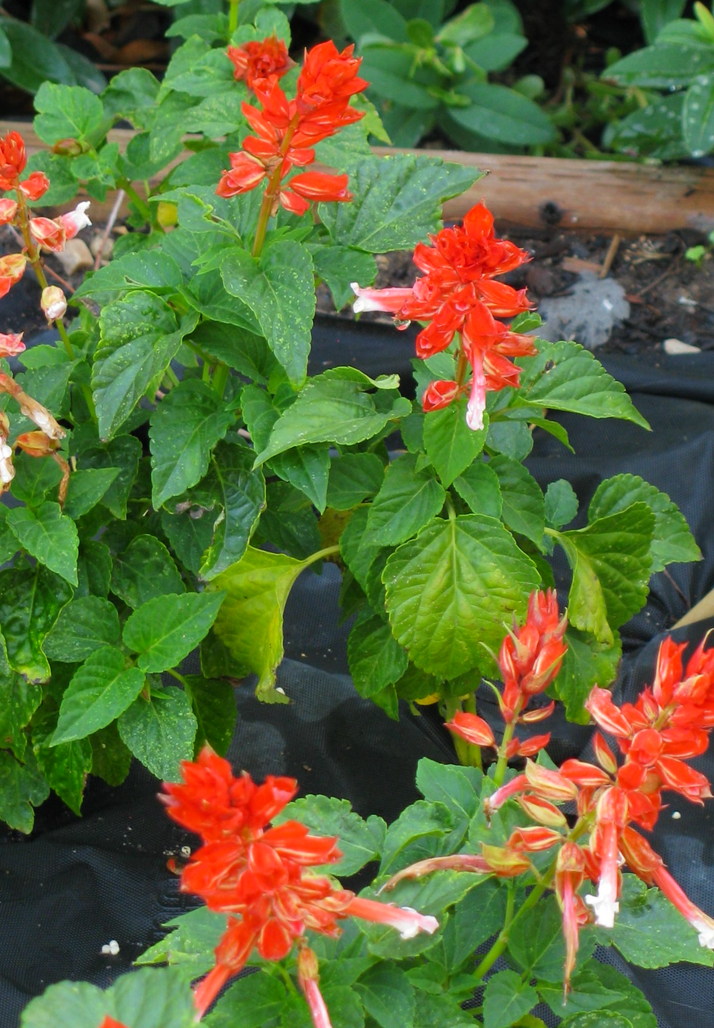 Tofarvet salvie - salvia splendens bicolor