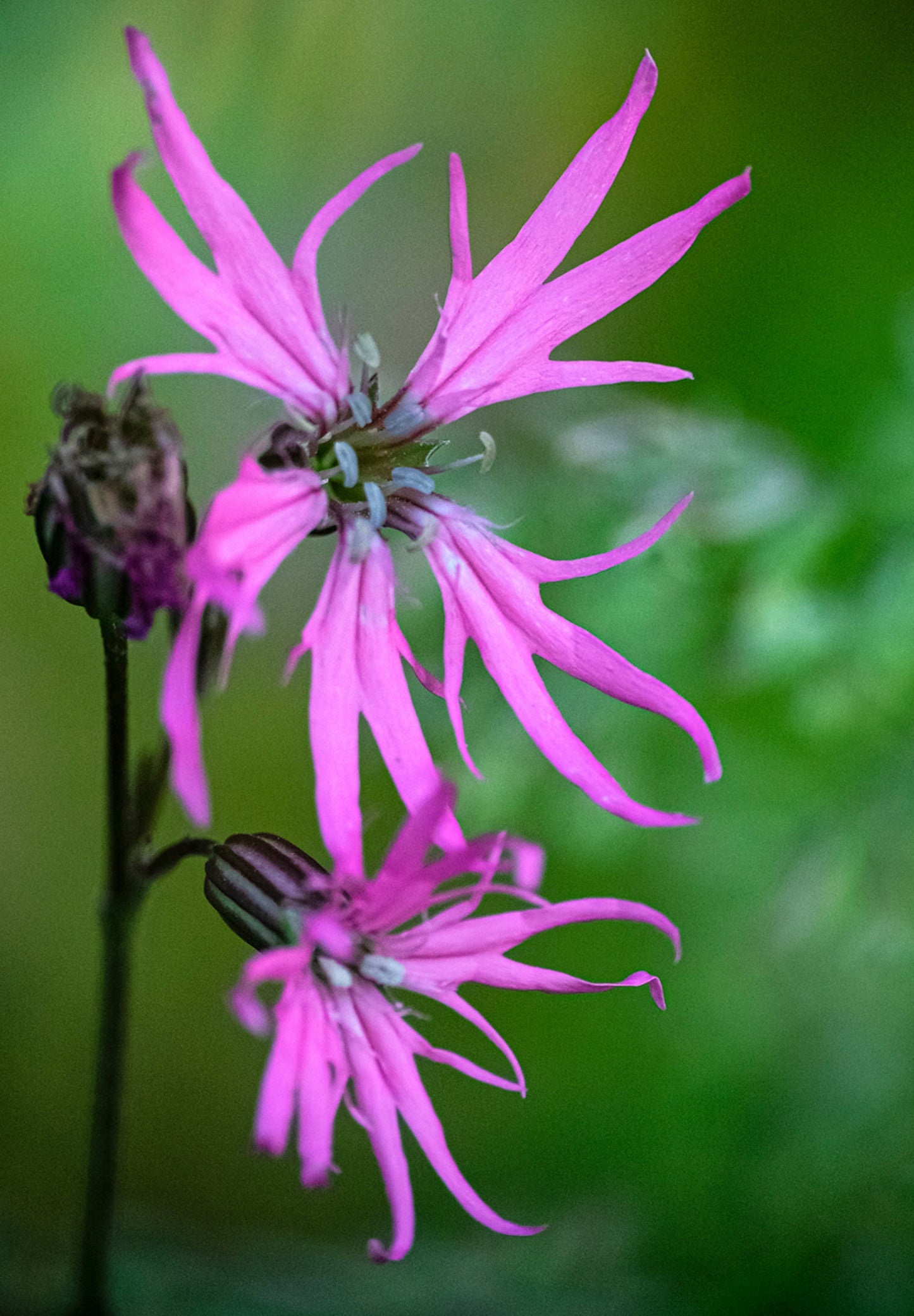 Trævlekrone - Lychnis flos-cuculi