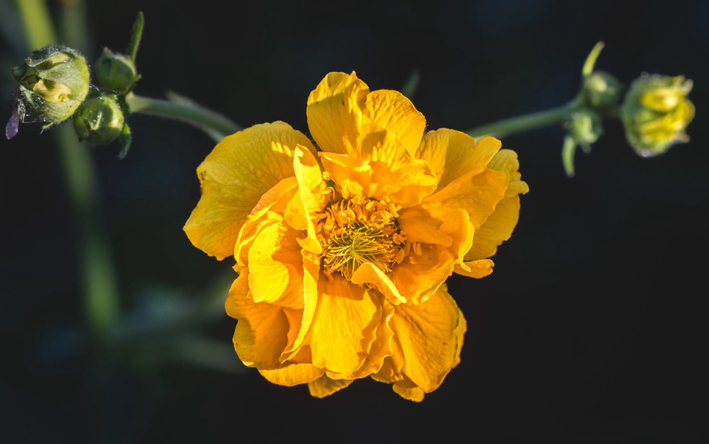 Nellikerod 'Lady Stratheden' - geum chiloense