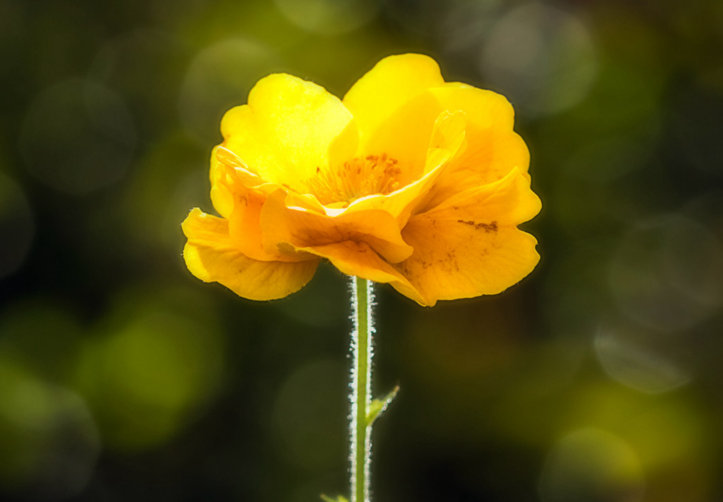 Nellikerod 'Lady Stratheden' - geum chiloense