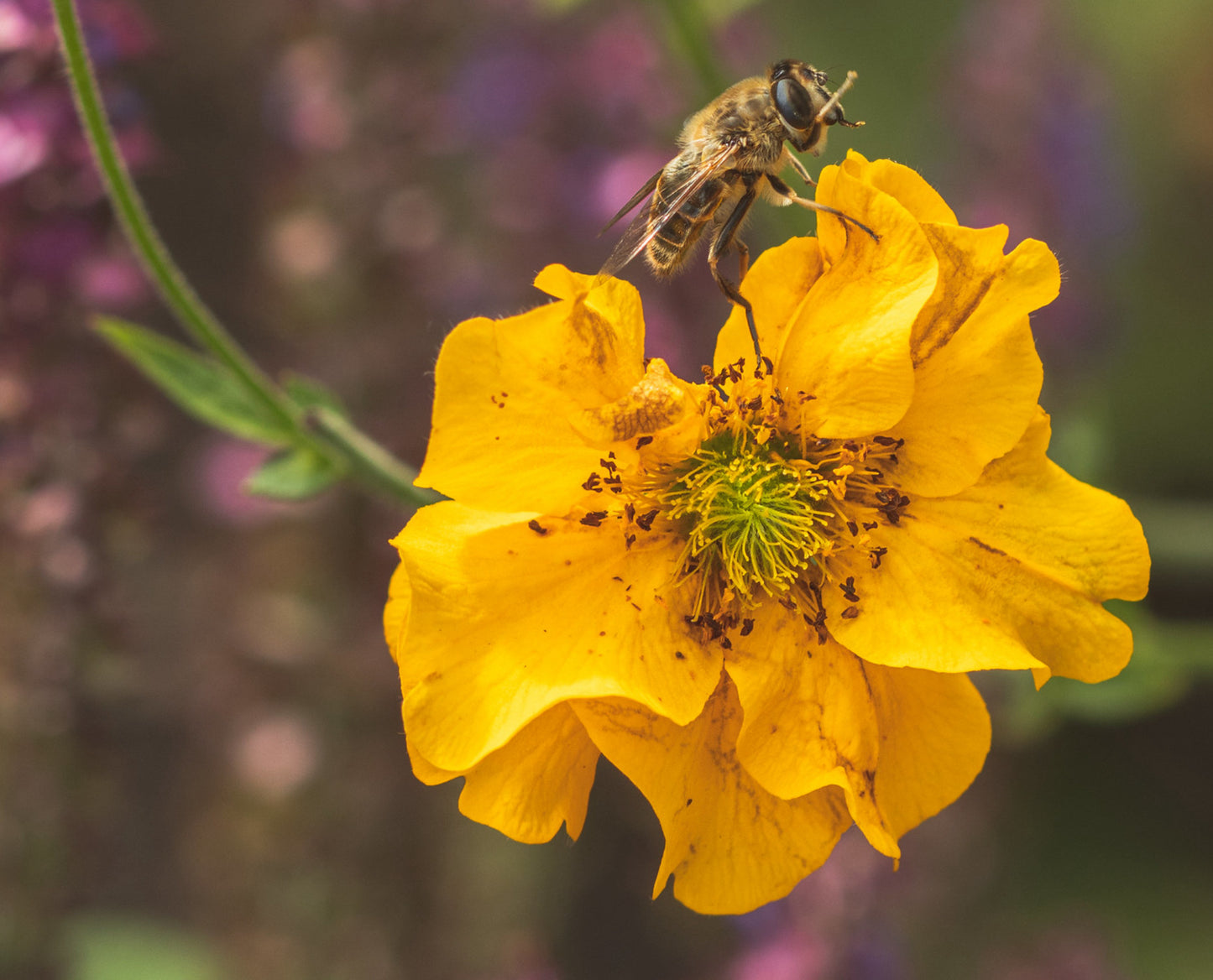 Nellikerod 'Lady Stratheden' - geum chiloense