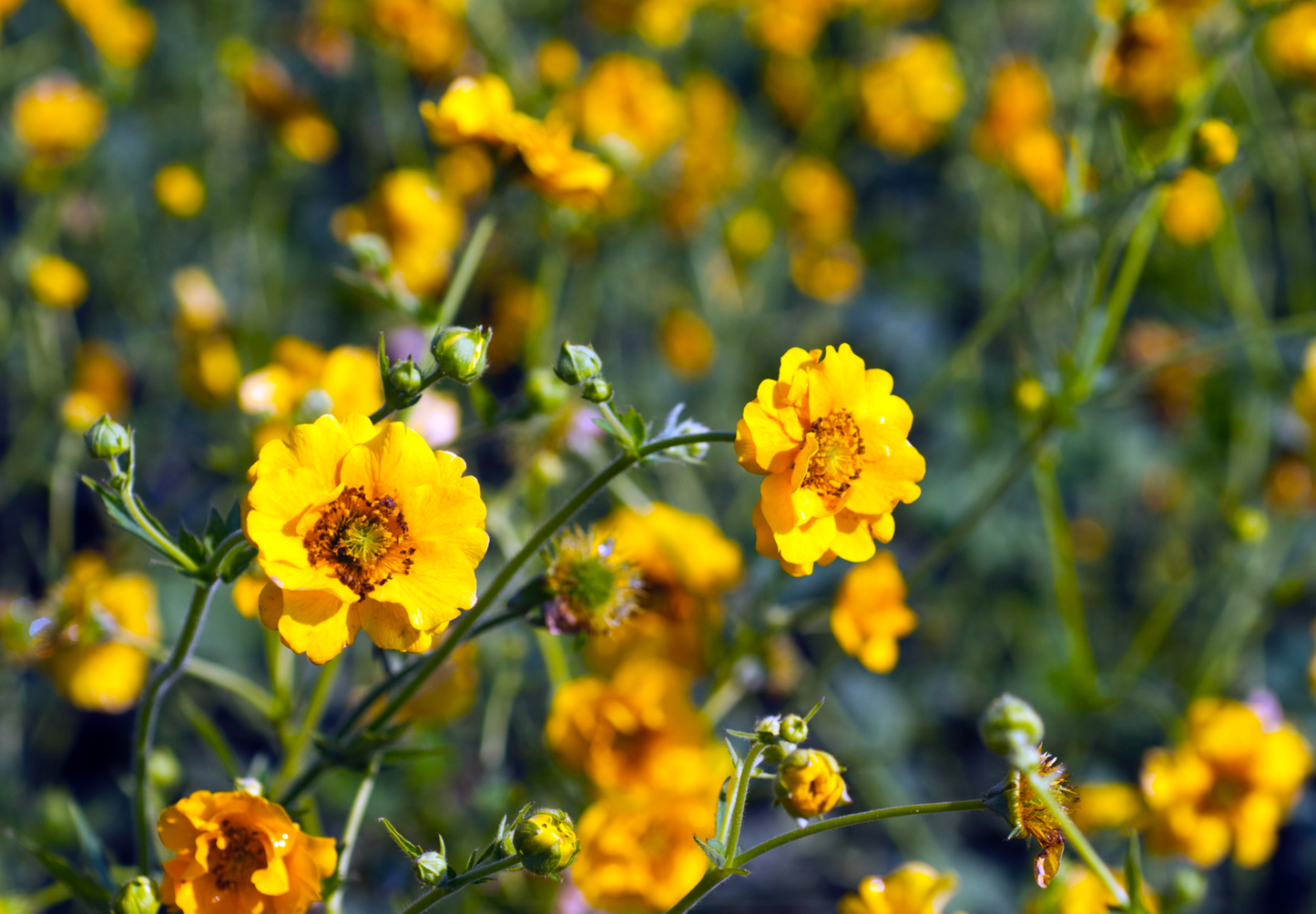 Nellikerod 'Lady Stratheden' - geum chiloense