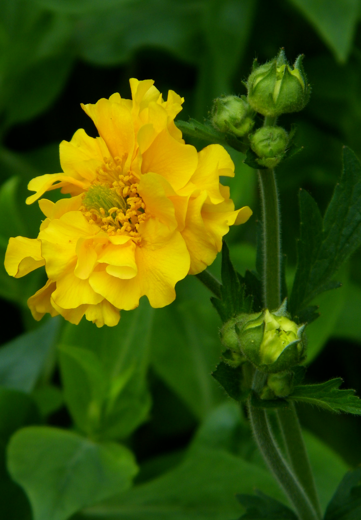 Nellikerod 'Lady Stratheden' - geum chiloense