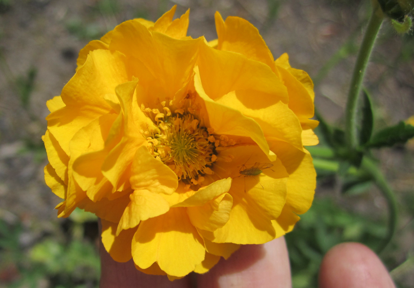 Nellikerod 'Lady Stratheden' - geum chiloense