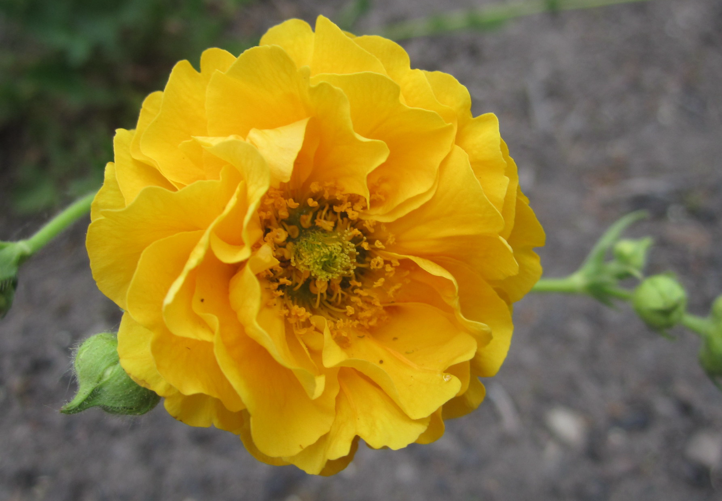 Nellikerod 'Lady Stratheden' - geum chiloense