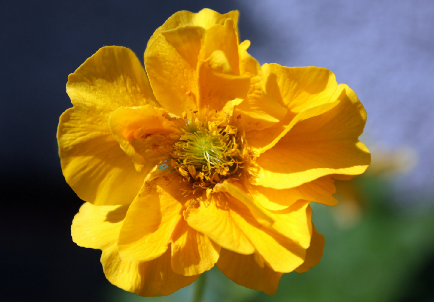 Nellikerod 'Lady Stratheden' - geum chiloense