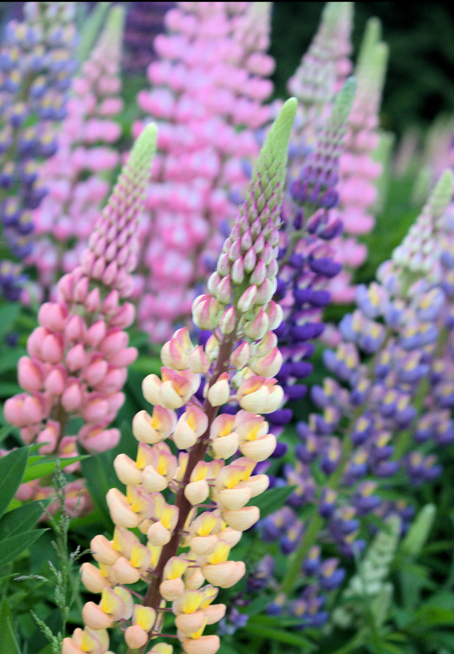 Dværglupin Mix-farver - Lupinus polyphyllus 'Minarette Dwarf Russel Strain Mix'