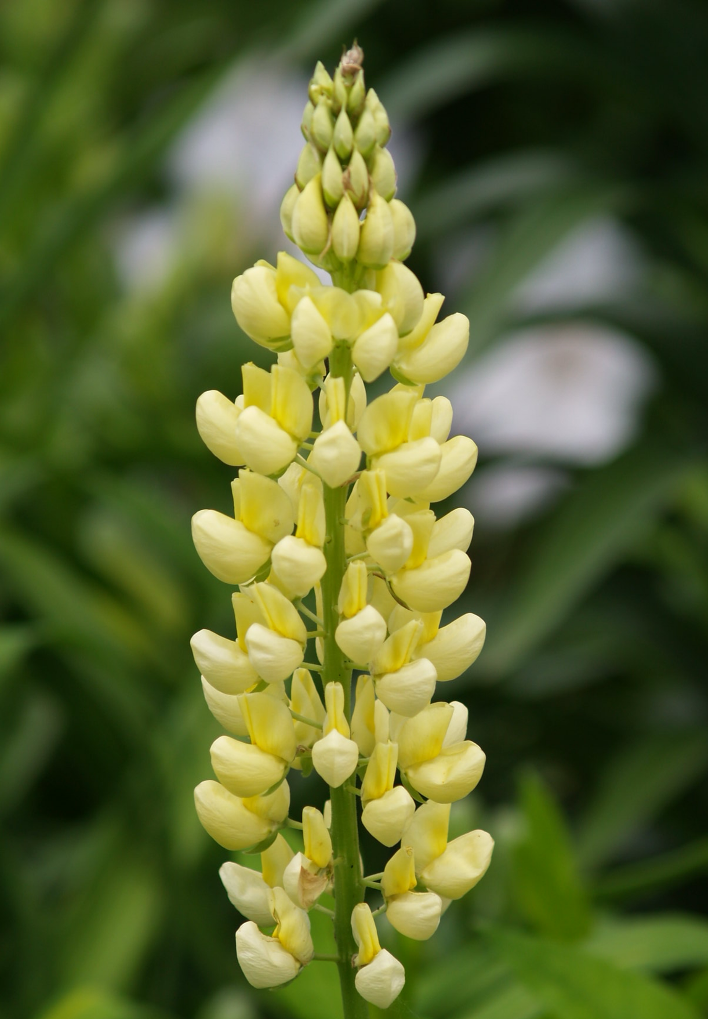 Dværglupin Mix-farver - Lupinus polyphyllus 'Minarette Dwarf Russel Strain Mix'