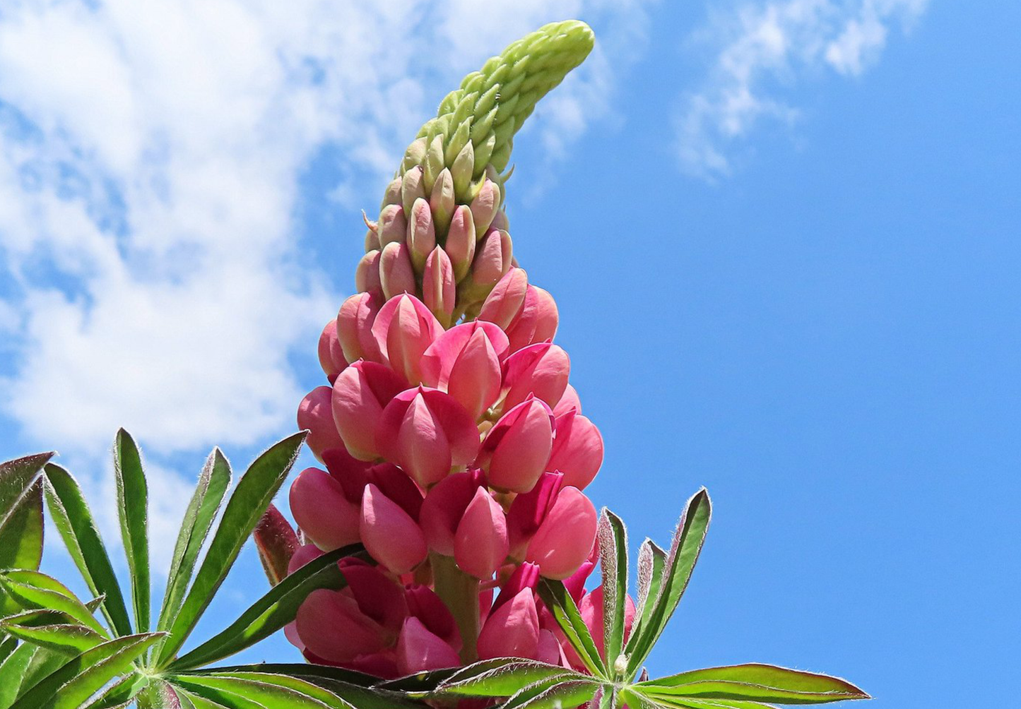 Dværglupin Mix-farver - Lupinus polyphyllus 'Minarette Dwarf Russel Strain Mix'